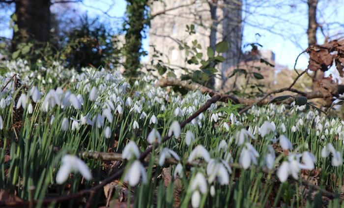 A carpet of snowdrops in the foreground with Penrhyn Castle in the background.
